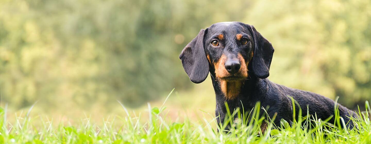 Akc best sale hound group